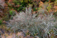 Birch-leaf Mountain-mahogany (Cercocarpus betuliodes var. betuloides)