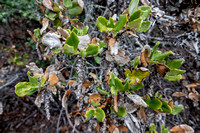 Coast Silk Tassel (Garrya elliptica)