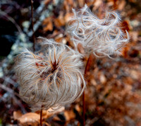 Seeds of Chaparral Clematis (C. lasiantha)