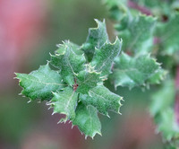 Spiked, Fuzzy Leaves of Leather Oak (Quercus durata durata)