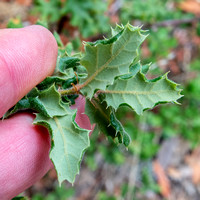 Leaves of Leather Oak (Quercus durata durata)