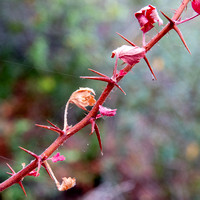 Hillside Gooseberry (Ribes californicum var. californicum)