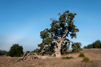 Visitor's Valley Oak (Quercus lobata)