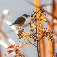 Yellow-rumped Warbler (Setophaga coronata) Feasting on Berries of Poison Oak