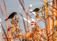 Yellow-rumped Warblers (Setophaga coronata) Feasting on Berries of Poison Oak