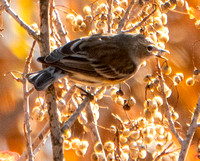 Yellow-rumped Warbler (Setophaga coronata) Feasting on Berries of Poison Oak