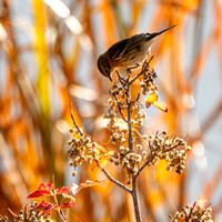 Yellow-rumped Warbler (Setophaga coronata) Feasting on Berries of Poison Oak