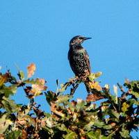 European Starling (Sturnus vulgaris) in Valley Oak (Quercus lobata)