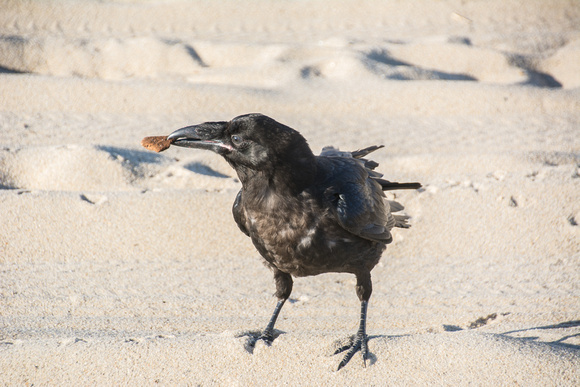 Raven on Beach