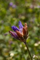 Blue Dicks (Dichelostemma capitatum ssp capitatum) Blossom