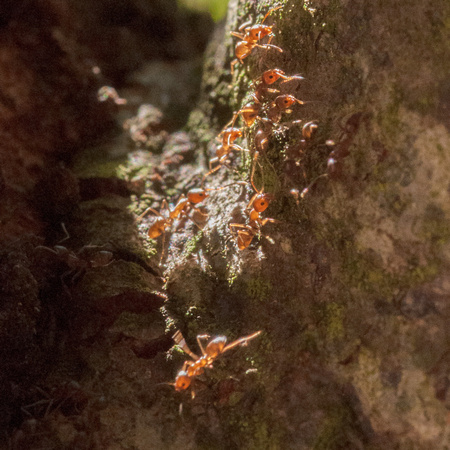 Argentine Ants (Linepithema humile) (?) Shine on the Trunk of a Coast Live Oak (Quercus agrifolia) near the Sun Research Center