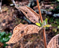 Dry Plant with New Growth -- Pitcher Sage (Lepechinia calycina)