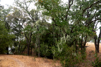 Lace Lichen (Ramalina menziesii) on Fog-bound Valley Oaks (Quercus lobata)