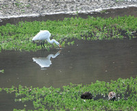Great Egret (Ardea alba) grabs a Fish