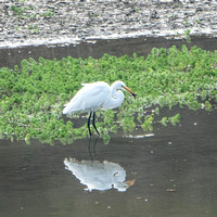 Great Egret (Ardea alba) with Catch