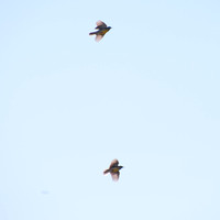 Western Meadowlark (Sturnella neglecta) in Flight