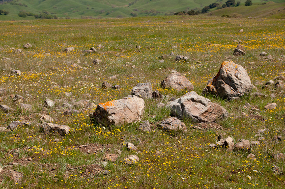 Serpentine Rocks with Wildflowers