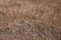 Wildflowers in Grassland