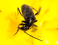 Beetle in Suncups Flower