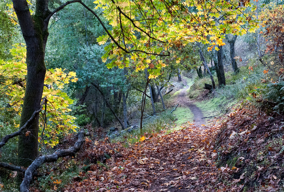 Autumn Trail