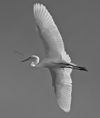 Great Egret in Flight (2)