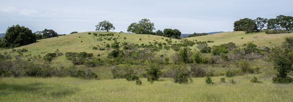 Panorama with Chaparral and Oaks