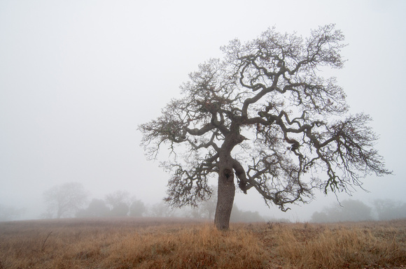 Valley Oak in Fog