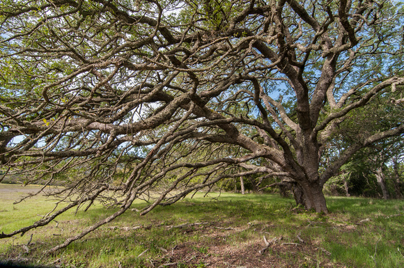 Blue Oak Branches