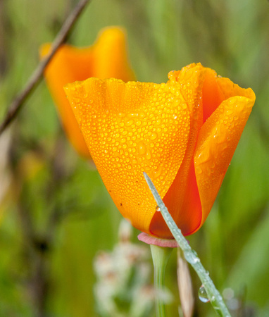 California Poppy (Eschscholzia californica) with Dew