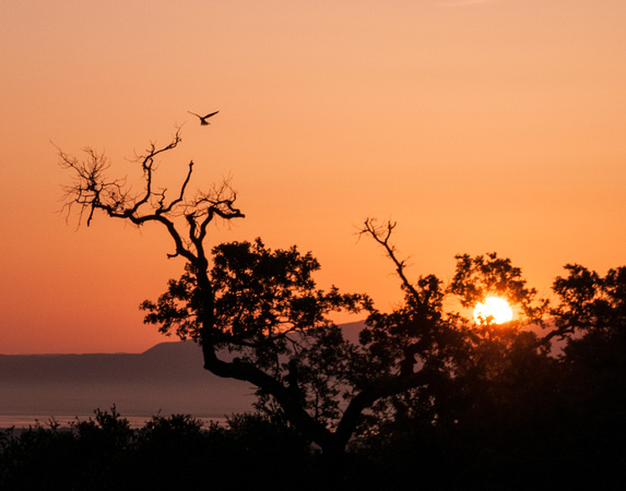 Dawn Flight