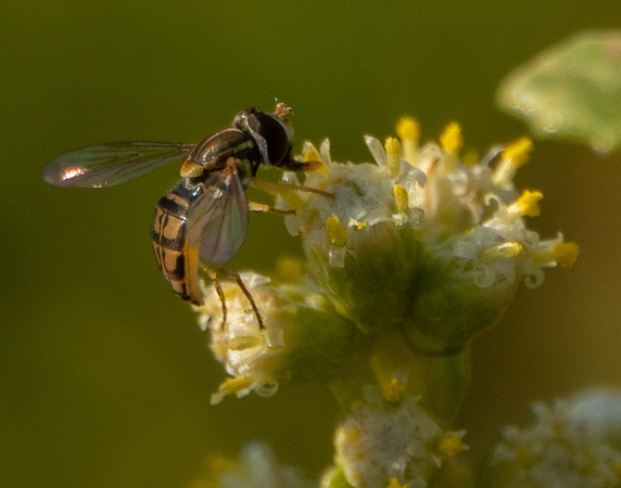 Tiny Beefly on Blossoming Coyote Brush (4)