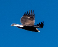 9/28/2021 Juivenile Golden Eagle at Jasper Ridge