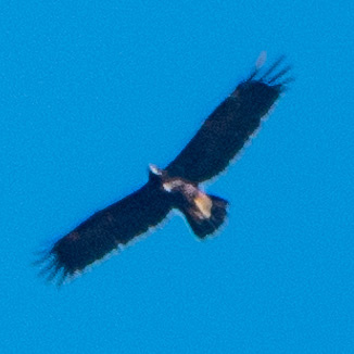 Golden Eagle (Aquila chrysaetos) High Above