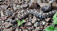 Northern Pacific Rattlesnake (Crotalus viridis oreganus)