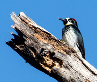 Birds for Brocure for Coal Mine Ridge Nature Preserve of PVR