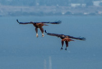 Courtship Flight of Red-tailed Hawks (Buteo jamaicensis)