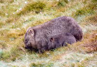 12/4/2018 Baby Wombat