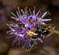 6/10/2024 Summer Comes to the Serpentine Grassland: Insects and Crab Spider