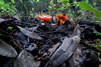 Mushroom Habitat