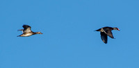 Wood Ducks (Aix sponsa) in Flight