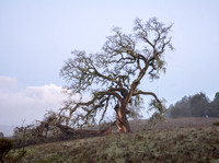 Visitors' Valley Oak (Quercus lobata) at Dawn
