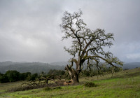 Visitors' Valley Oak (Quercus lobata), Overcast Skies