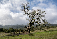 Visitors' Valley Oak (Quercus lobata), Clearing Skies