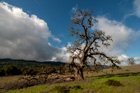 Visitors' Valley Oak (Quercus lobata) in Full Sunlight
