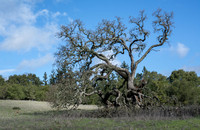 Deer Visits the Visitors' Valley Oak (Quercus lobata)