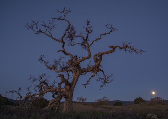 Old Valley Oak with Setting Moon