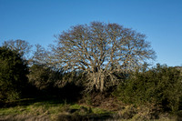 Tree with Western Scrub Jay