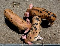 Pink Ears, Leopard Coats