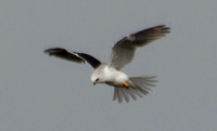 2/26/2019 White-tailed Kite Hunts Voles and Fends Off Crows (Sequences)