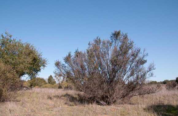 Coyote Brush (Baccharis pilularis)